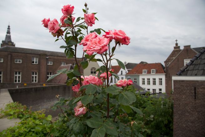 15-06-2012 Q uitzicht 3